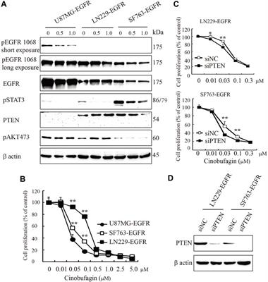 Cinobufagin Is a Selective Anti-Cancer Agent against Tumors with EGFR Amplification and PTEN Deletion